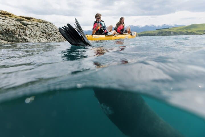 Seal Kayaking in Kaikoura — Pedal Kayak with New Zealand Fur Seals photo 4