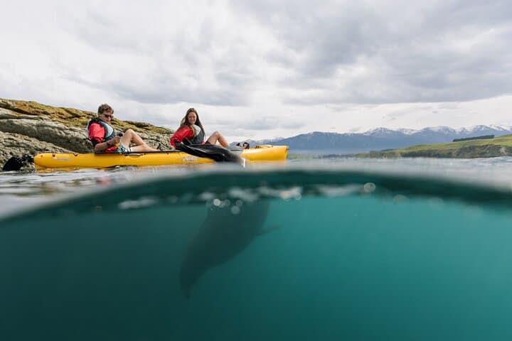 Paddle with Seals: Private Kayak & Wildlife Tour Kaikoura photo 4
