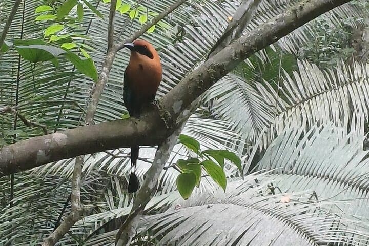 Birdwatching at Rainforest Discovery Center: Gamboa Guided Tour from Panama City