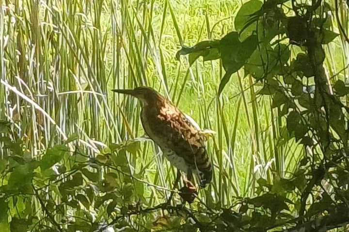 Birdwatching at Rainforest Discovery Center: Gamboa Guided Tour from Panama City photo 3