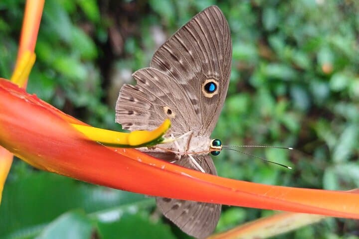 Birdwatching at Rainforest Discovery Center: Gamboa Guided Tour from Panama City photo 6