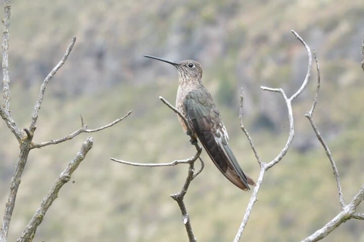Antisana Condor Sanctuary: Day Trip from Quito to See Condors & Hummingbirds photo 5