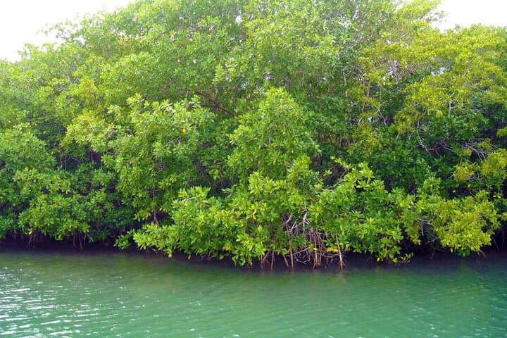 Snorkel and Mangroves: Haynes Cay Aquarium Tour in San Andrés photo 2