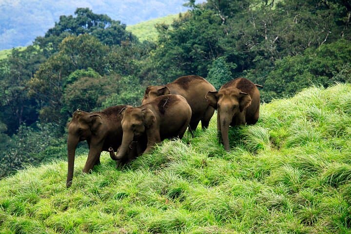 Private One Week Kerala Tour: Munnar Tea Gardens, Periyar Wildlife & Alleppey Backwaters photo 5