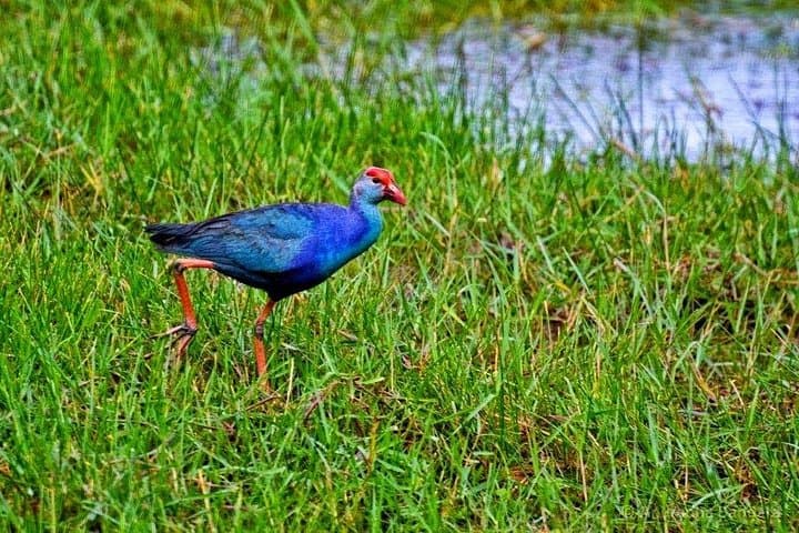 Boat Tour Through Negombo's Dutch Canal, Lagoon & Muthurajawela Mangroves photo 1