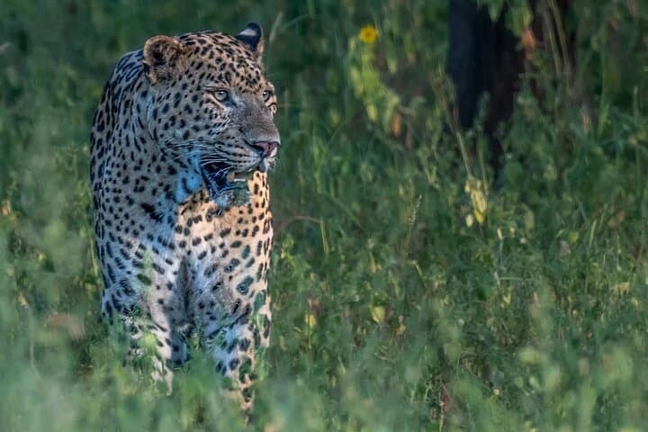 Jhalana Leopard Reserve: Private Jeep Safari in Jaipur photo 2