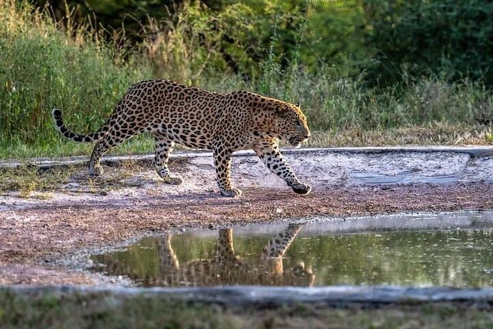 Jhalana Leopard Reserve: Private Jeep Safari in Jaipur photo 3