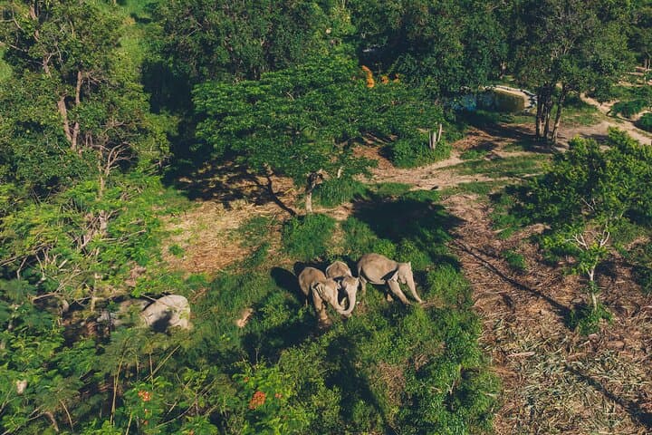 Samui Elephant Kingdom: Ethical Sanctuary Skywalk Experience on Koh Samui