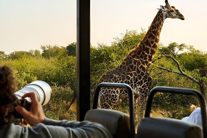 Full-Day Pilanesberg Safari from Sun City: Open-Vehicle Big Five Game Drive photo 4