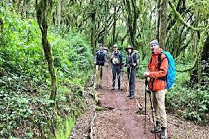 Sneak-Peek Kilimanjaro Day Hike: Marangu Gate to Mandara Hut photo 2