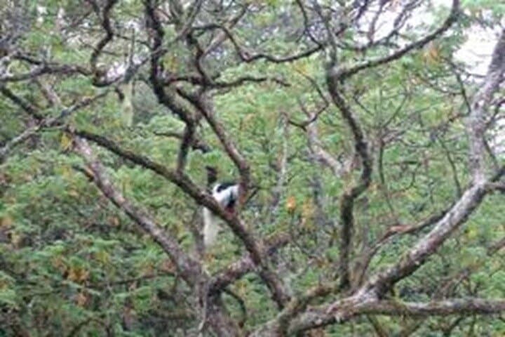 Sneak-Peek Kilimanjaro Day Hike: Marangu Gate to Mandara Hut photo 3