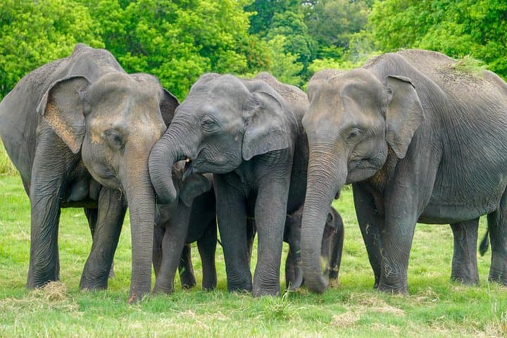 Minneriya National Park Safari — Elephant Herds, Birdlife & Habarana Pickups photo 1