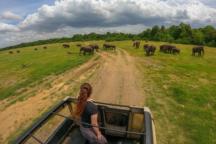 Minneriya National Park Safari — Elephant Herds, Birdlife & Habarana Pickups photo 4