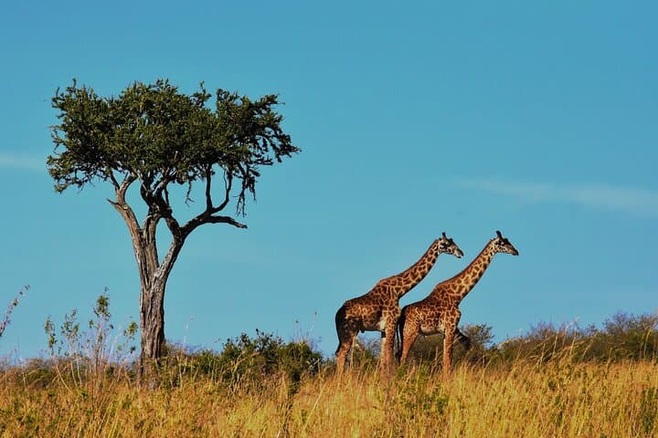 7-Day Kilimanjaro Machame Route Trek: Itinerary, Tips & Gear photo 5