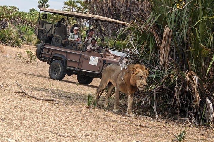 Zanzibar to Mikumi: Full-Day Air Safari with Bush Lunch photo 2