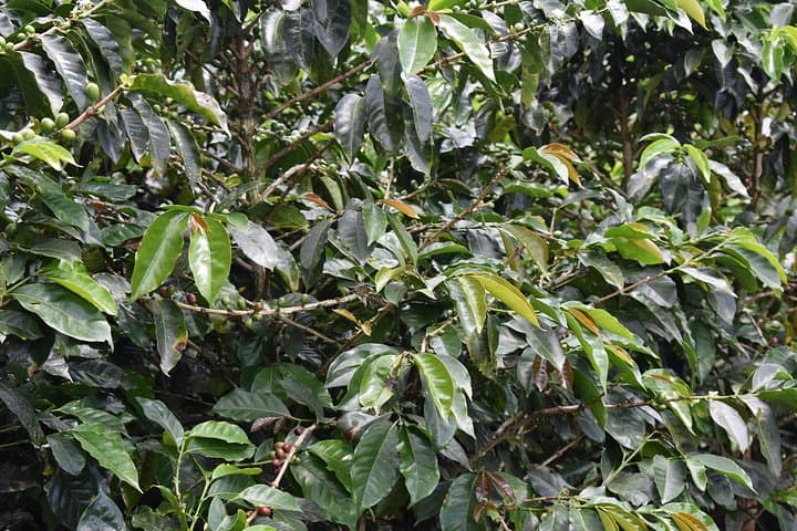 Medellín premium coffee tour — taste colombian coffee culture photo 4