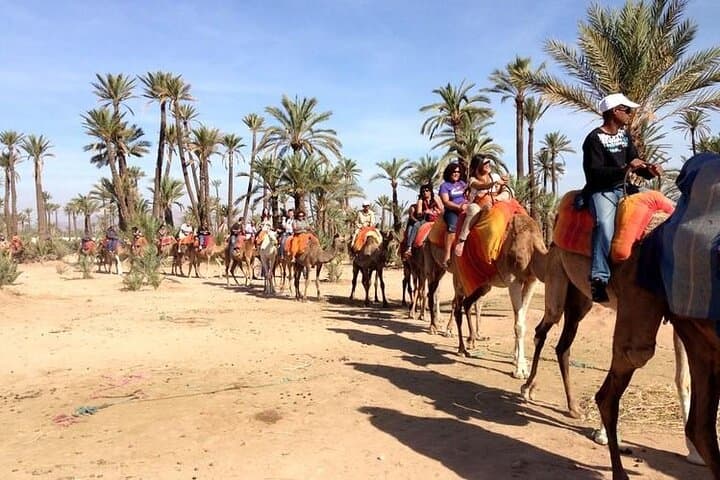 Palmeraie Camel Trek: Traditional Camel Ride Through Marrakech's Palm Oasis photo 3