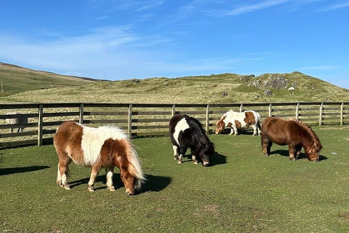 Shetland Pony Express: Lerwick to Scalloway Ponies and Tingwall Valley Drive