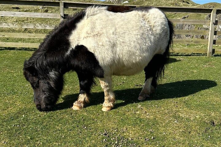 Shetland Pony Express: Lerwick to Scalloway Ponies and Tingwall Valley Drive photo 2