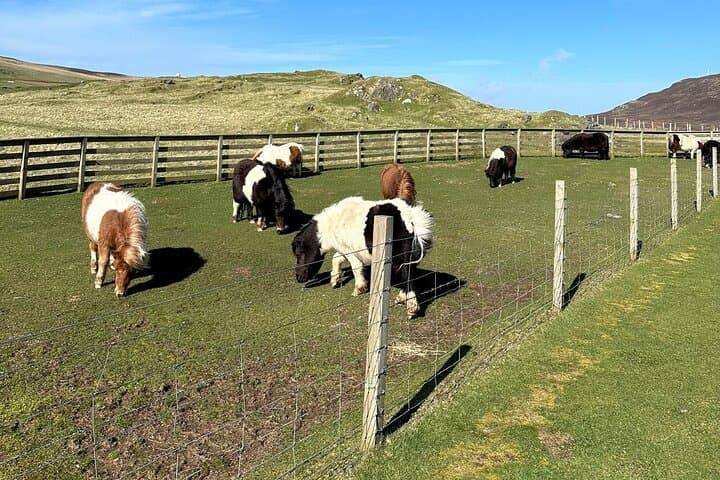 Shetland Pony Express: Lerwick to Scalloway Ponies and Tingwall Valley Drive photo 3