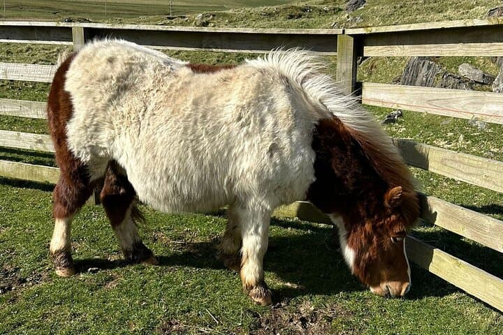 Shetland Pony Express: Lerwick to Scalloway Ponies and Tingwall Valley Drive photo 4