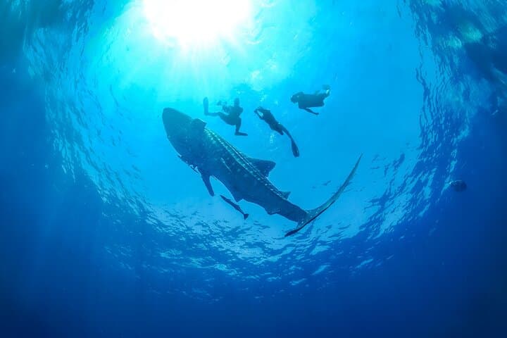 Whale Shark Snorkeling Tour from Cancun and Riviera Maya — Swim with Whale Sharks in Summer