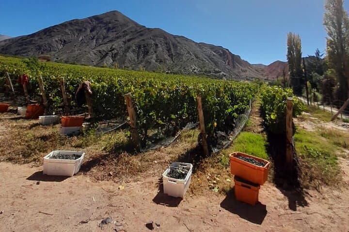 Jujuy Wine Route — Quebrada de Humahuaca Wineries & Seven Colors Tour photo 5