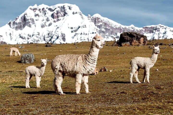7 Lagoons of Ausangate: One-Day High-Andes Hike from Cusco photo 3