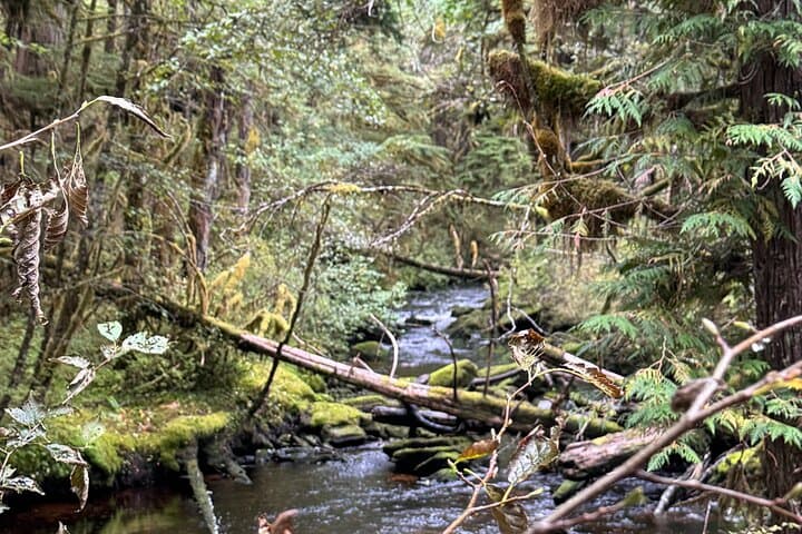 Exploring Tongass National Forest: The Lunch Creek Trail Hike from Ketchikan photo 2