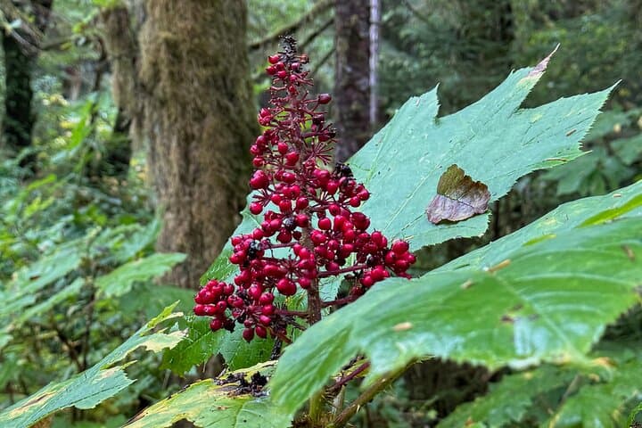 Exploring Tongass National Forest: The Lunch Creek Trail Hike from Ketchikan photo 3