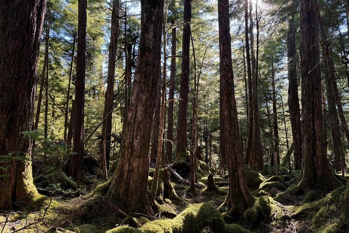 Exploring Tongass National Forest: The Lunch Creek Trail Hike from Ketchikan photo 4