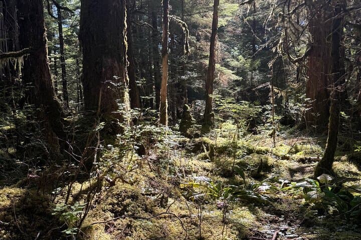 Exploring Tongass National Forest: The Lunch Creek Trail Hike from Ketchikan photo 5