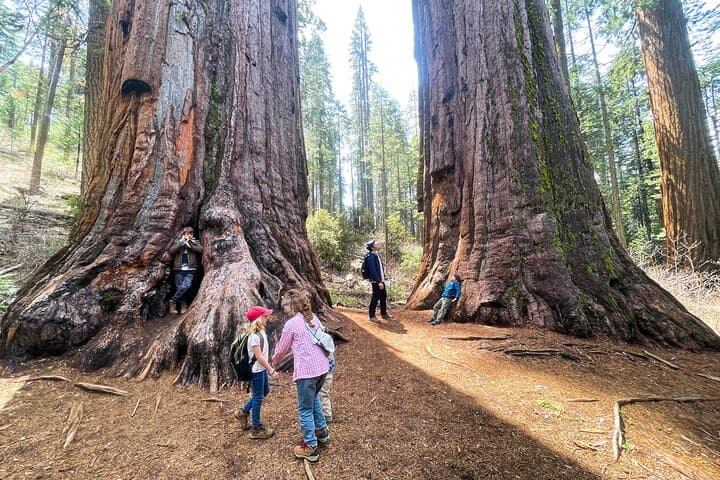 Yosemite Magic: Highlights, Sunset, and S'mores Guided Tour photo 3