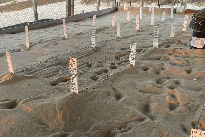 Private Baby Sea Turtle Release in Huatulco — Evening Conservation Experience photo 6
