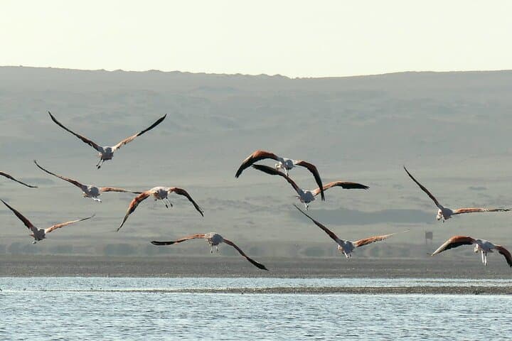 Golden Shadows Trek: Paracas Pink Lagoon, Red Beach & Sunset Walk photo 5