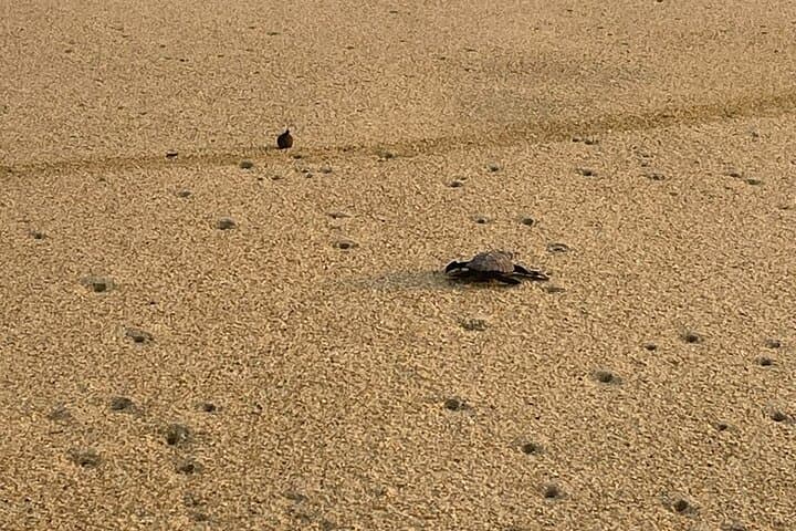 Private Baby Sea Turtle Release in Huatulco — Evening Conservation Experience
