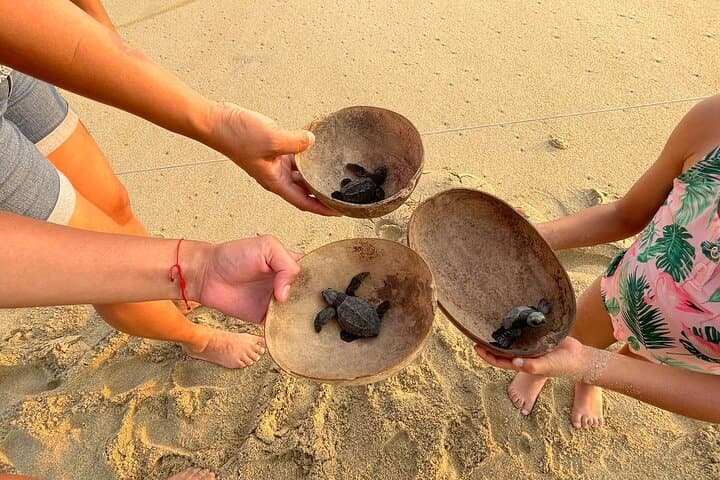 Private Baby Sea Turtle Release in Huatulco — Evening Conservation Experience photo 4