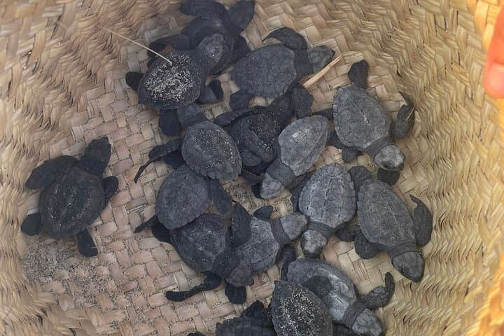 Private Baby Sea Turtle Release in Huatulco — Evening Conservation Experience photo 5