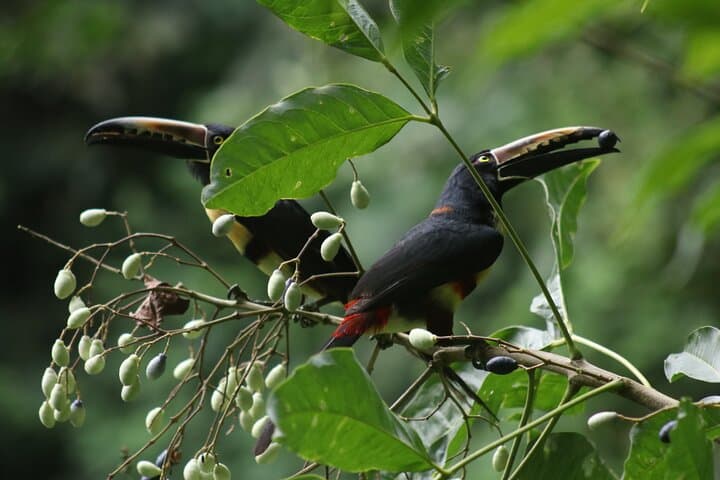 La Fortuna Waterfall Canyoning: 4 Rappels, Monkey Drop & Wildlife photo 4