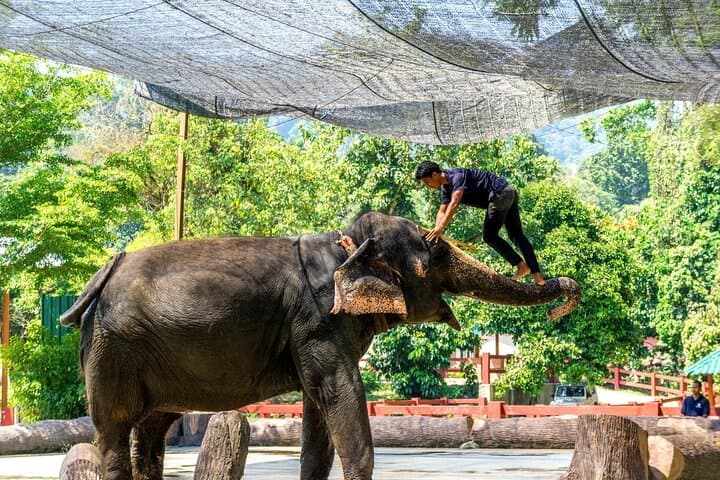 Batu Caves & Kuala Gandah Elephant Sanctuary Day Tour from Kuala Lumpur photo 3