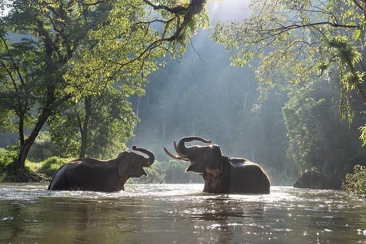Batu Caves & Kuala Gandah Elephant Sanctuary Day Tour from Kuala Lumpur photo 1