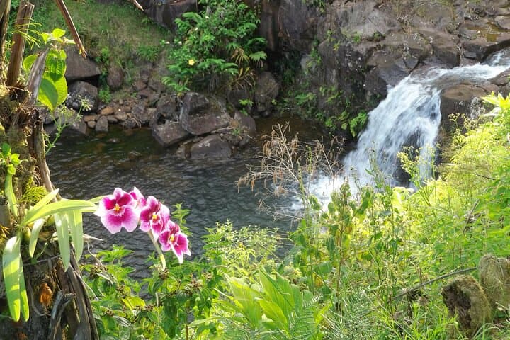 Cloudforest Bioreserve Botanical Tour & Waterfall Swim on Mauna Kea