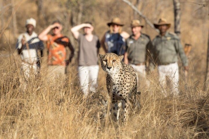2-Day Private Addo Elephant & Mountain Zebra Safari — Luxury Big-7 Wildlife Experience