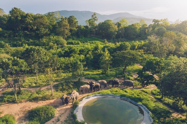 Samui Elephant Kingdom: Ethical Sanctuary Skywalk Experience on Koh Samui photo 4