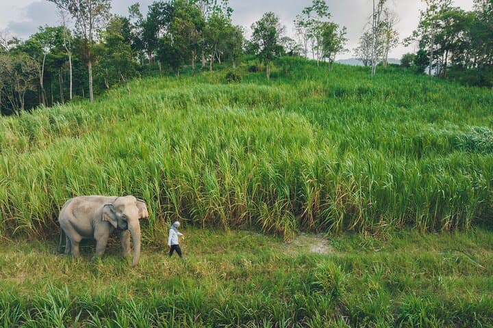 Samui Elephant Kingdom: Ethical Sanctuary Skywalk Experience on Koh Samui photo 6