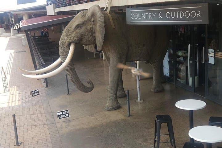Or Tambo to Hoedspruit Shuttle — Stress-Free Transfer to the Kruger Gateway photo 3