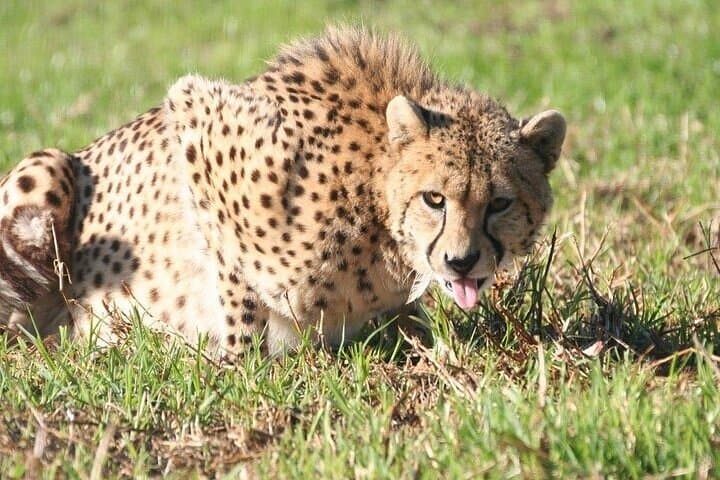 Giraffe House, Cheetah Outreach and Stellenbosch Wine Tasting Day Trip from Cape Town photo 3