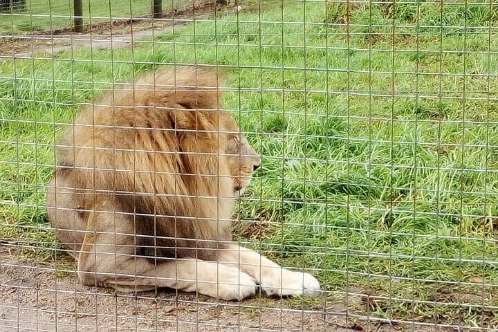 Giraffe House, Cheetah Outreach and Stellenbosch Wine Tasting Day Trip from Cape Town photo 2