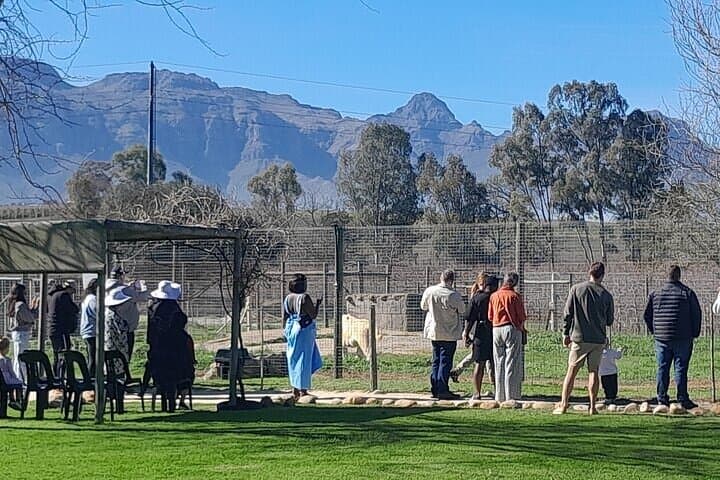 Giraffe House, Cheetah Outreach and Stellenbosch Wine Tasting Day Trip from Cape Town photo 6
