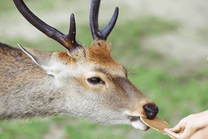 Explore Nara in Five Hours: Todai-ji, Deer Park, Kasuga Taisha & Naramachi